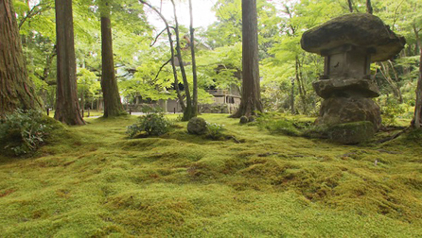 #6 歴史深い寺院に広がる神々しい苔庭