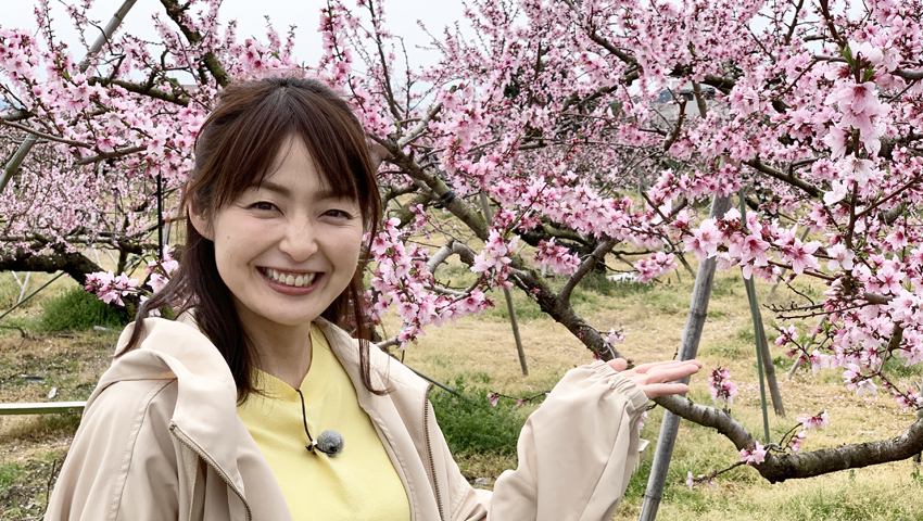 春満開！フルーツ王国　～和歌山県紀の川市～