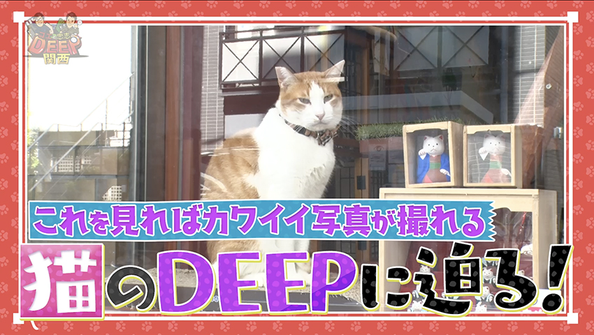 猫のDEEP