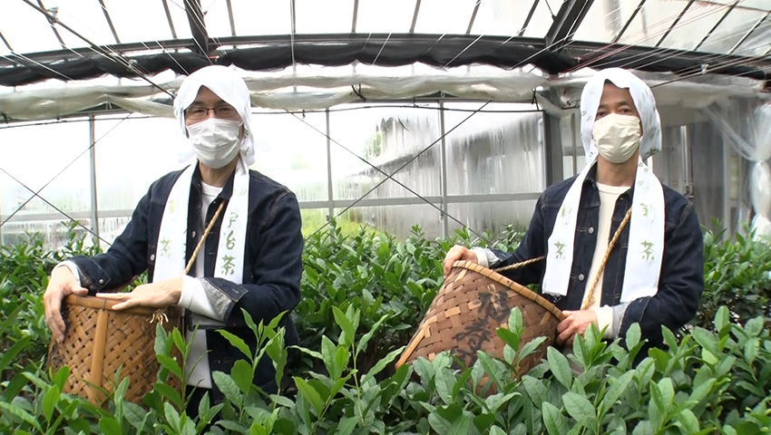 新茶の季節！ “お茶”のDEEPに迫る！
