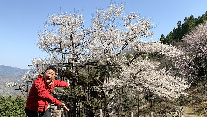 仙桜と木彫の里　～兵庫県養父市～