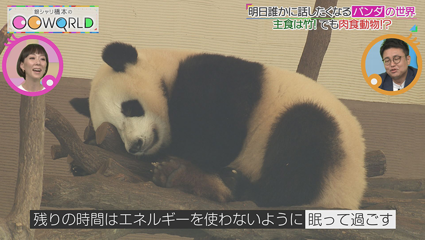 パンダ