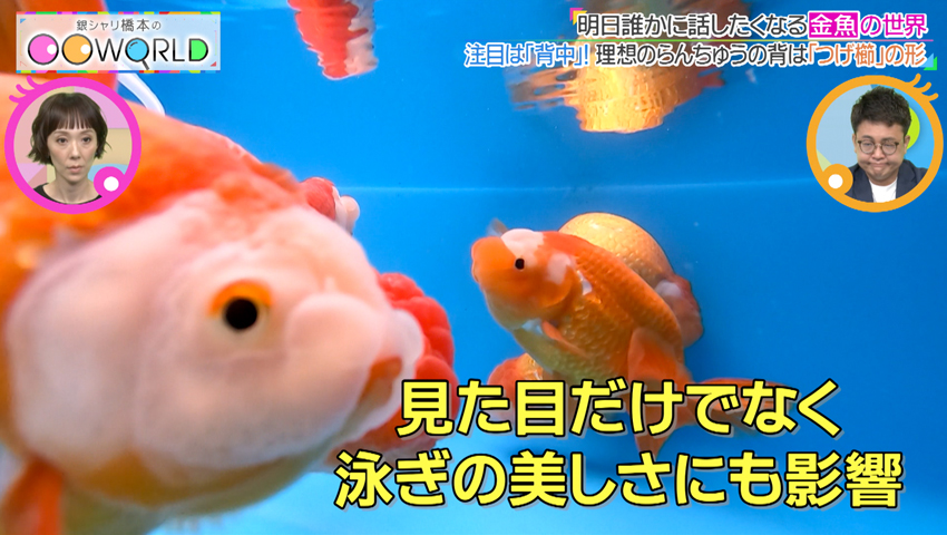金魚