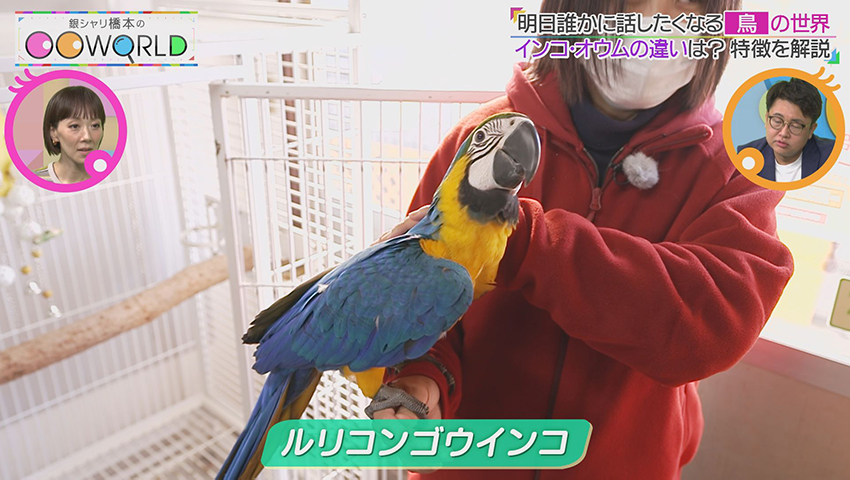 鳥