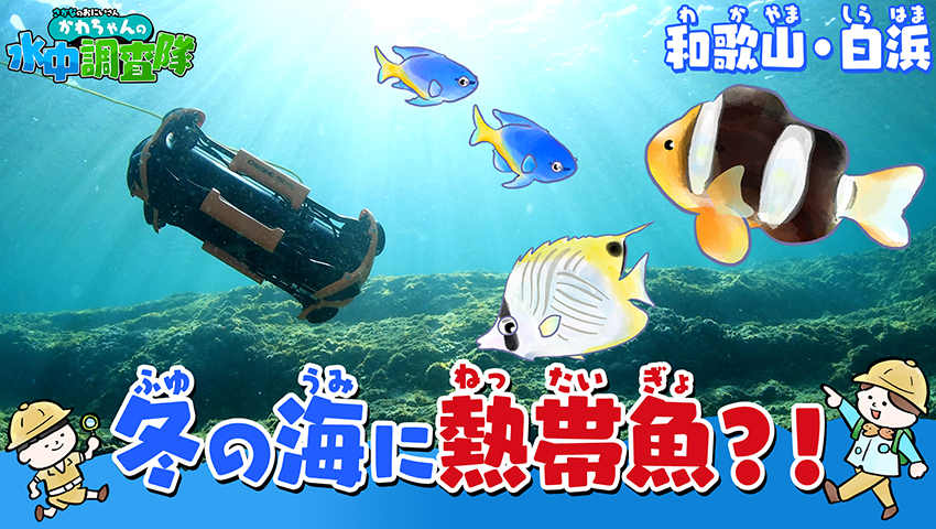 冬の海にはどんなサカナがいるの？　和歌山県白浜編