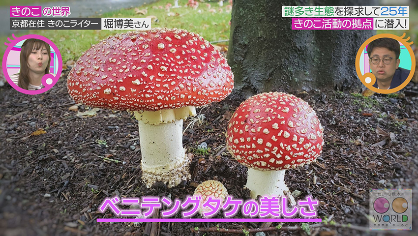 きのこ