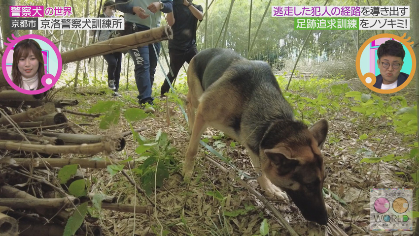 警察犬