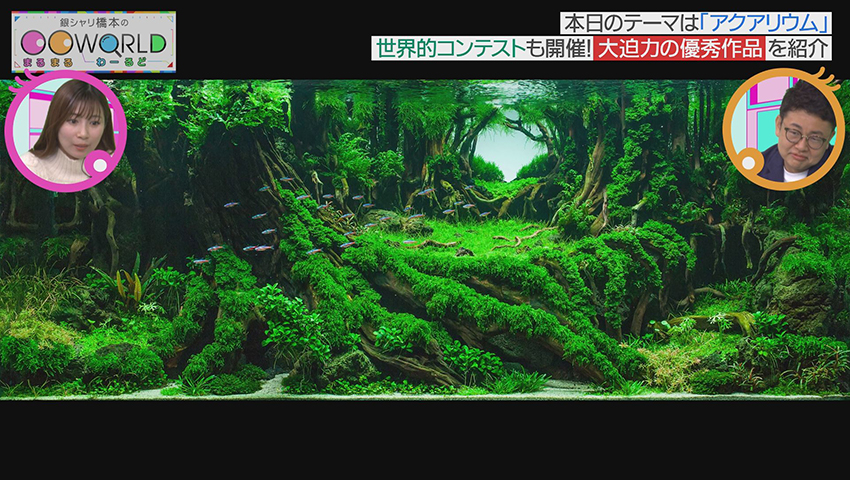 アクアリウム