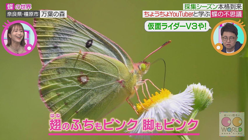 蝶