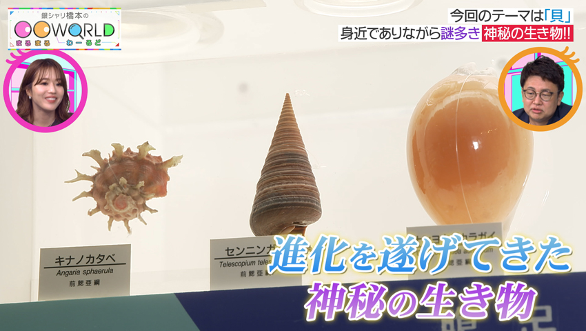 貝