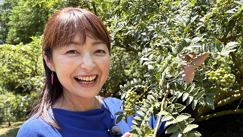 ぶどう山椒のふるさと　～和歌山県有田郡有田川町～