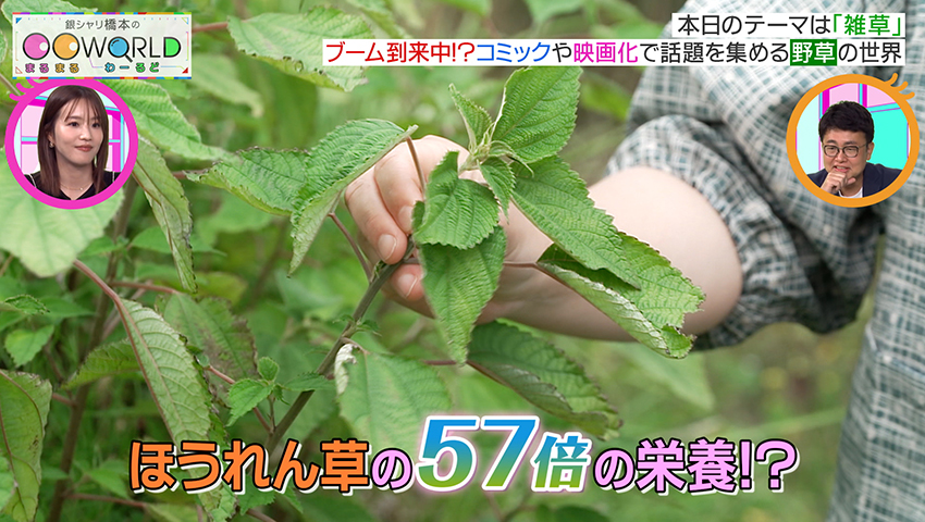 雑草